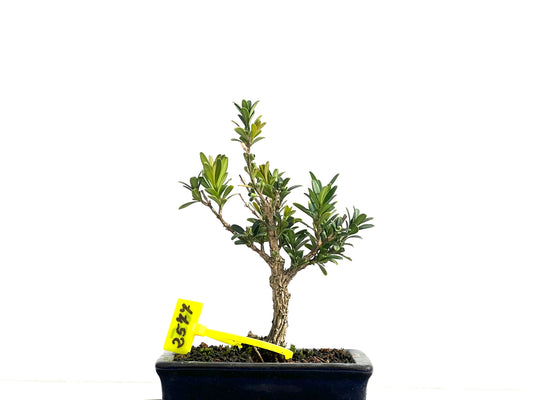 Buxus Harlandii 2577