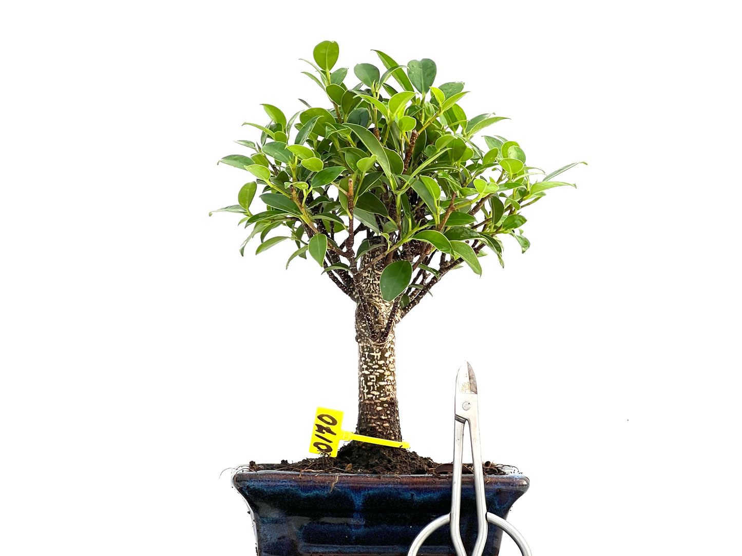 Ficus Tiger Bark 0170