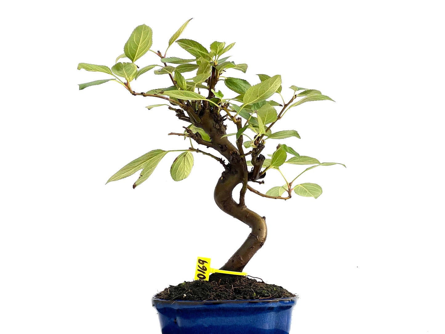 Malus Everest 0169