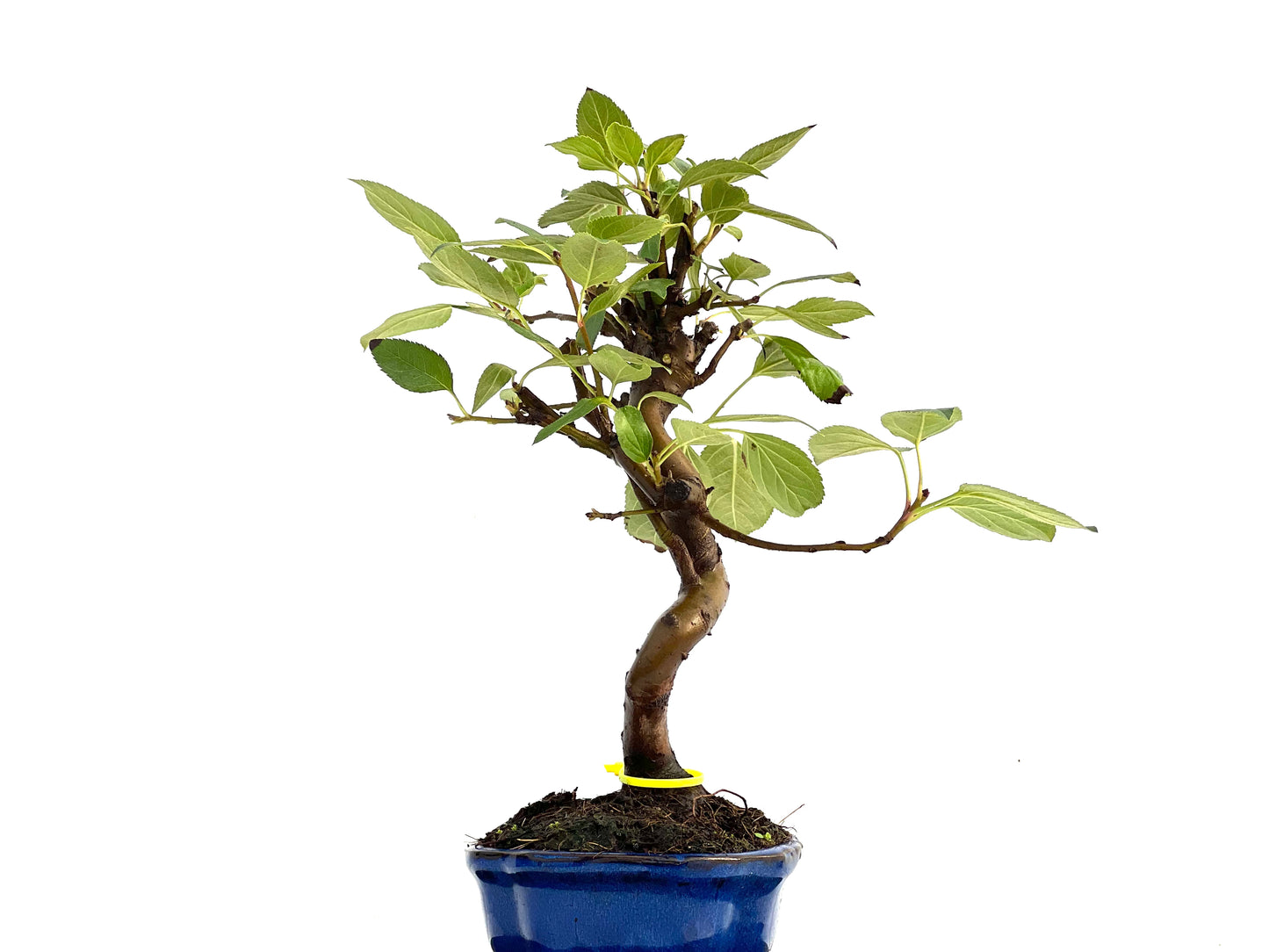 Malus Everest 0169