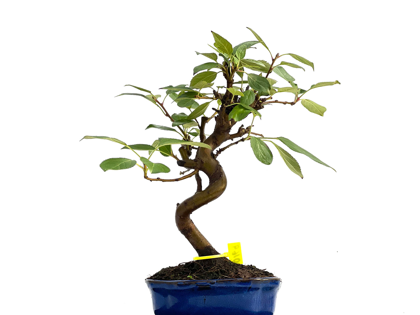 Malus Everest 0169