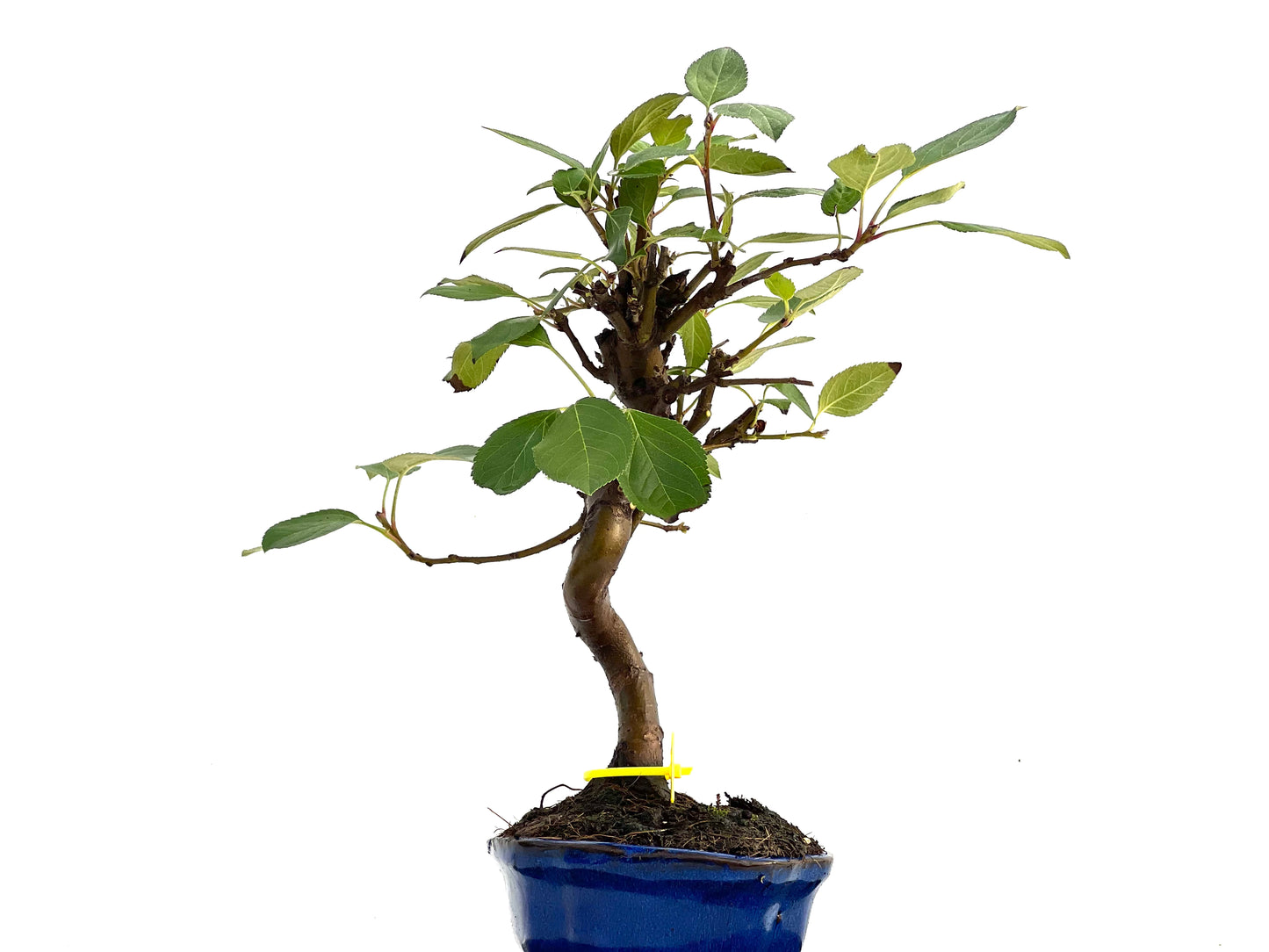 Malus Everest 0169