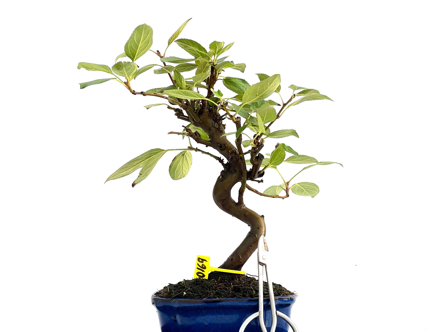 Malus Everest 0169