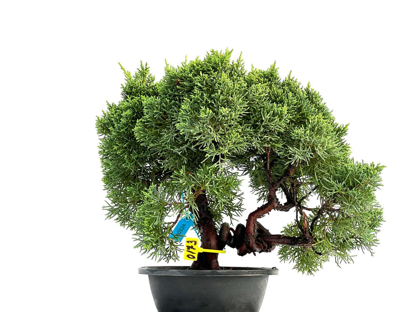 Juniperus Chinensis Kyushu 0173