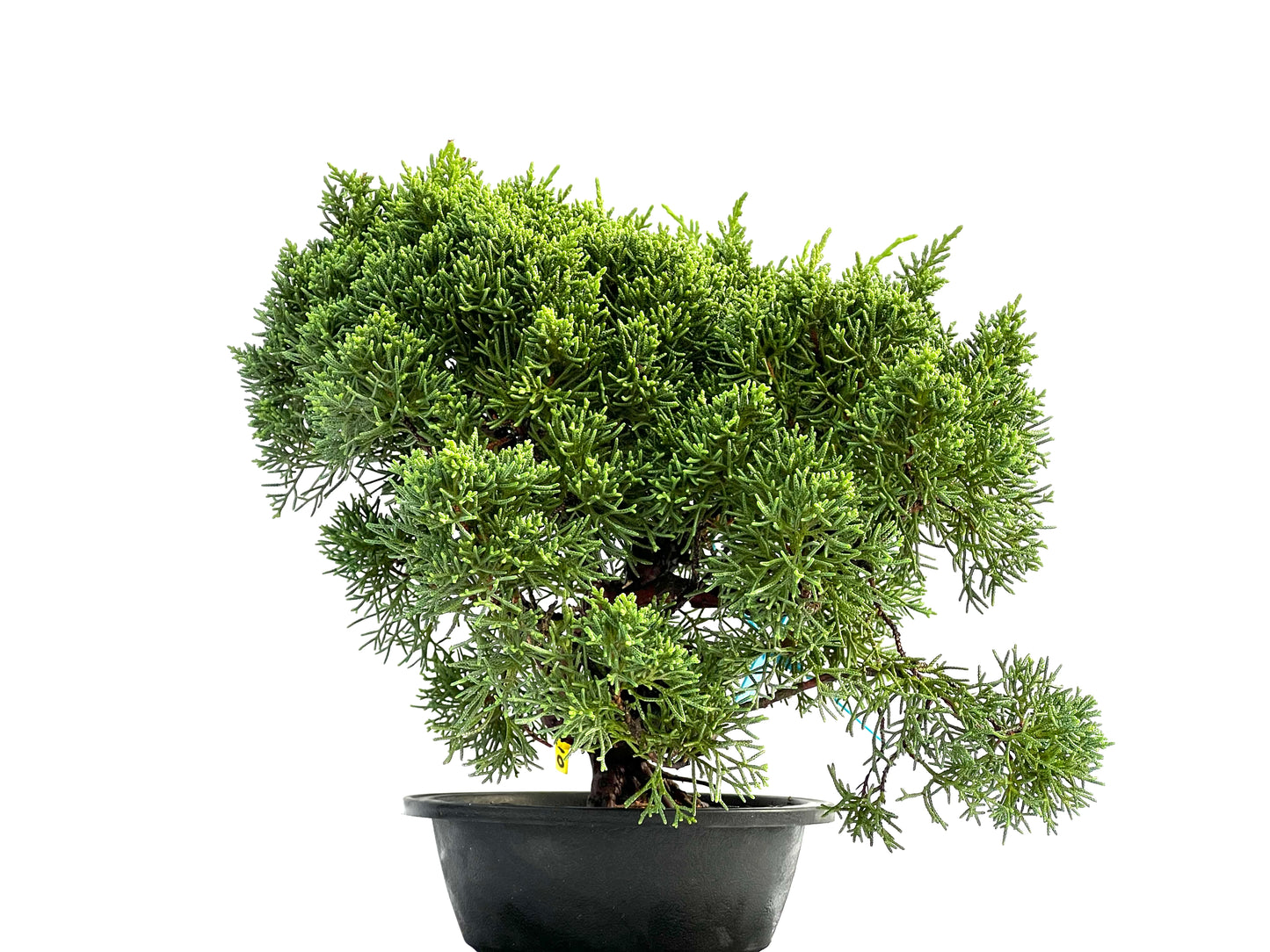 Juniperus Chinensis Kyushu 0173
