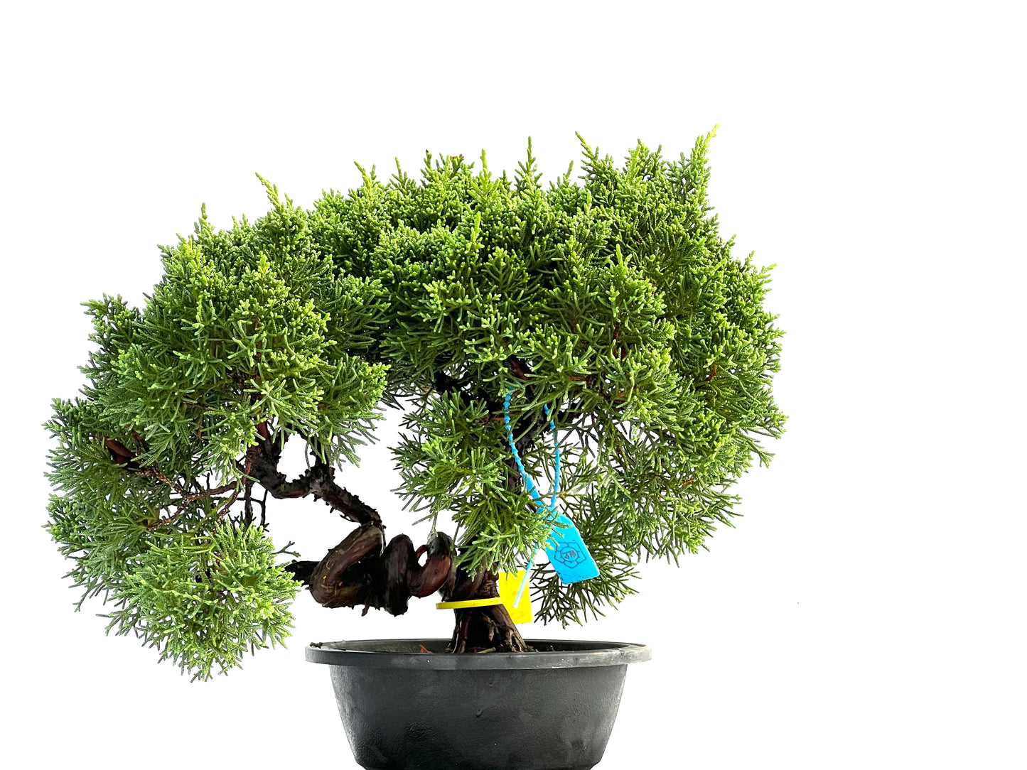 Juniperus Chinensis Kyushu 0173