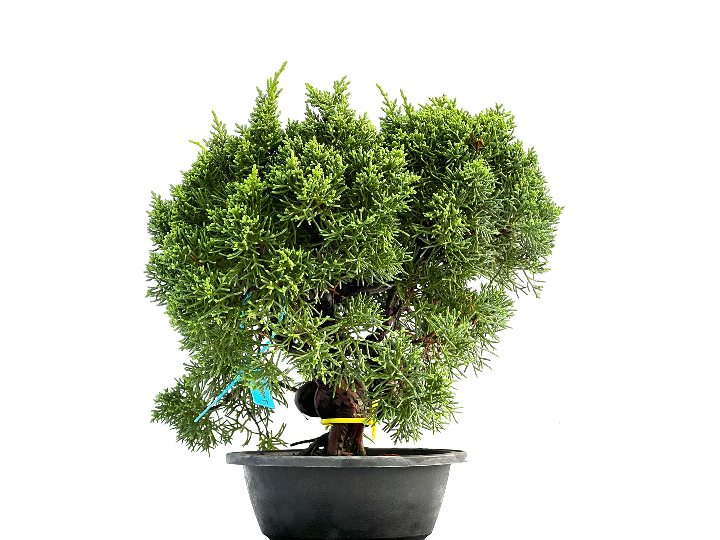 Juniperus Chinensis Kyushu 0173