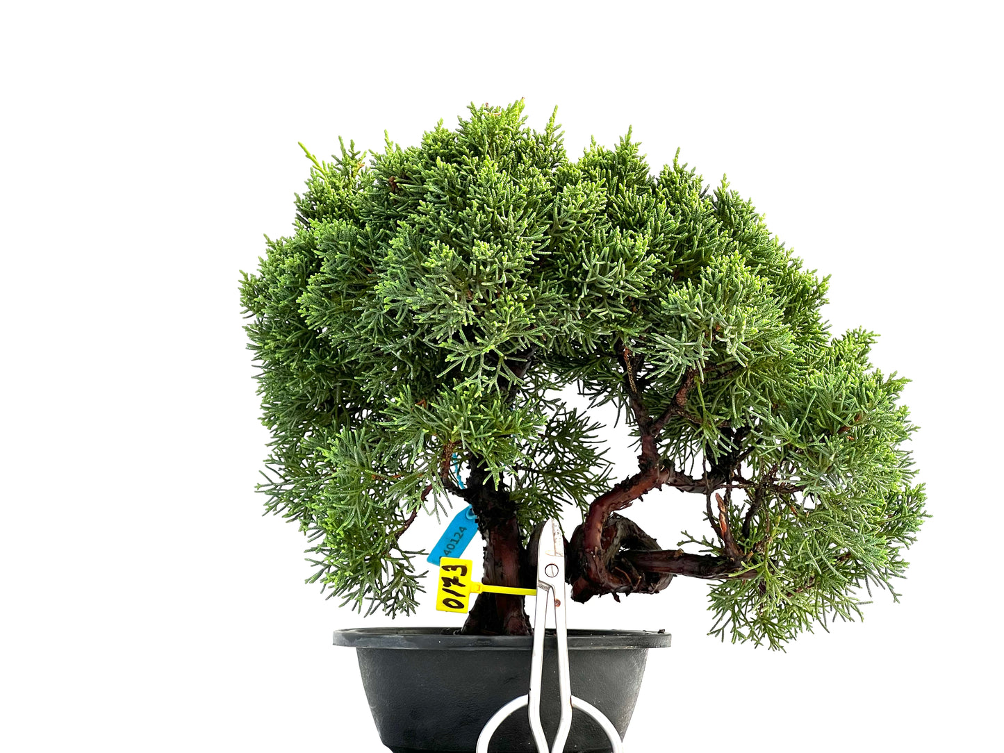 Juniperus Chinensis Kyushu 0173