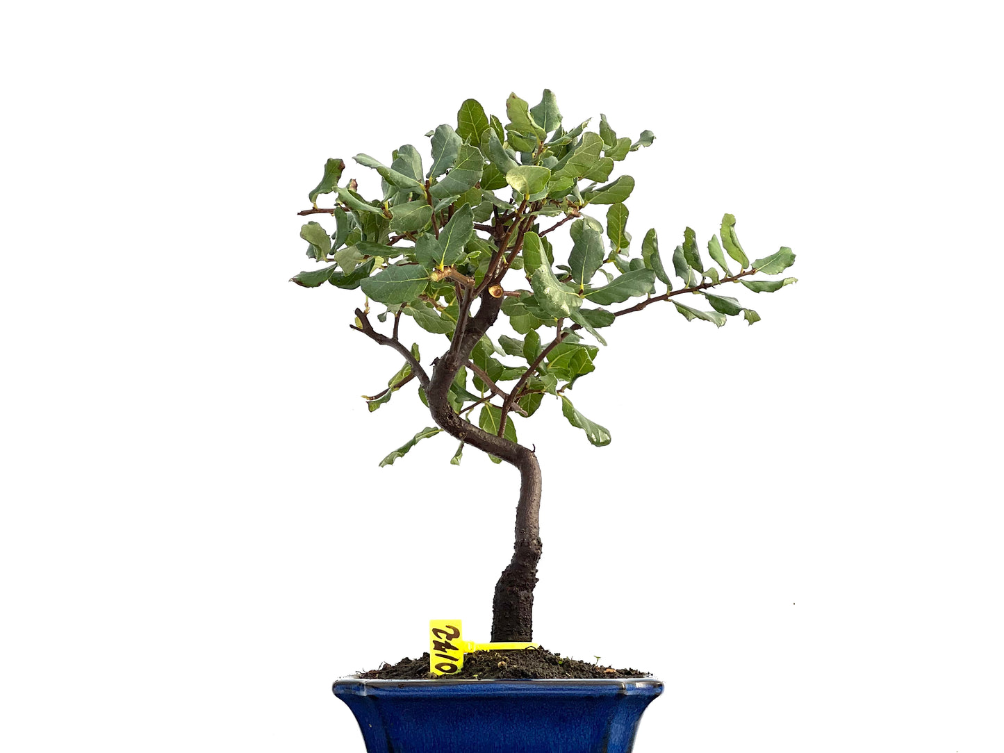 Quercus Suber 0172