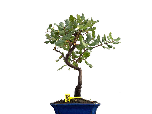 Quercus Suber 0172