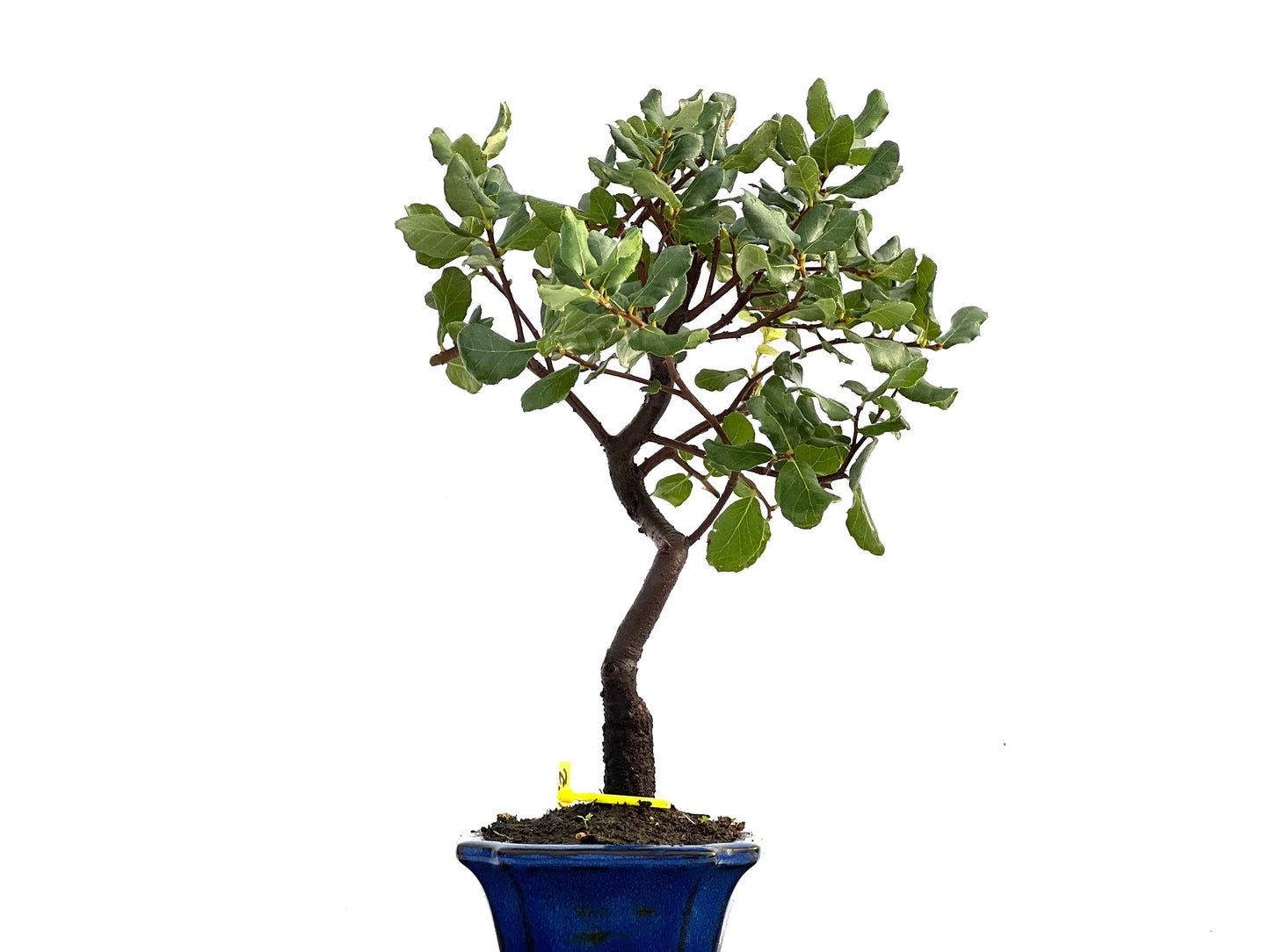 Quercus Suber 0172