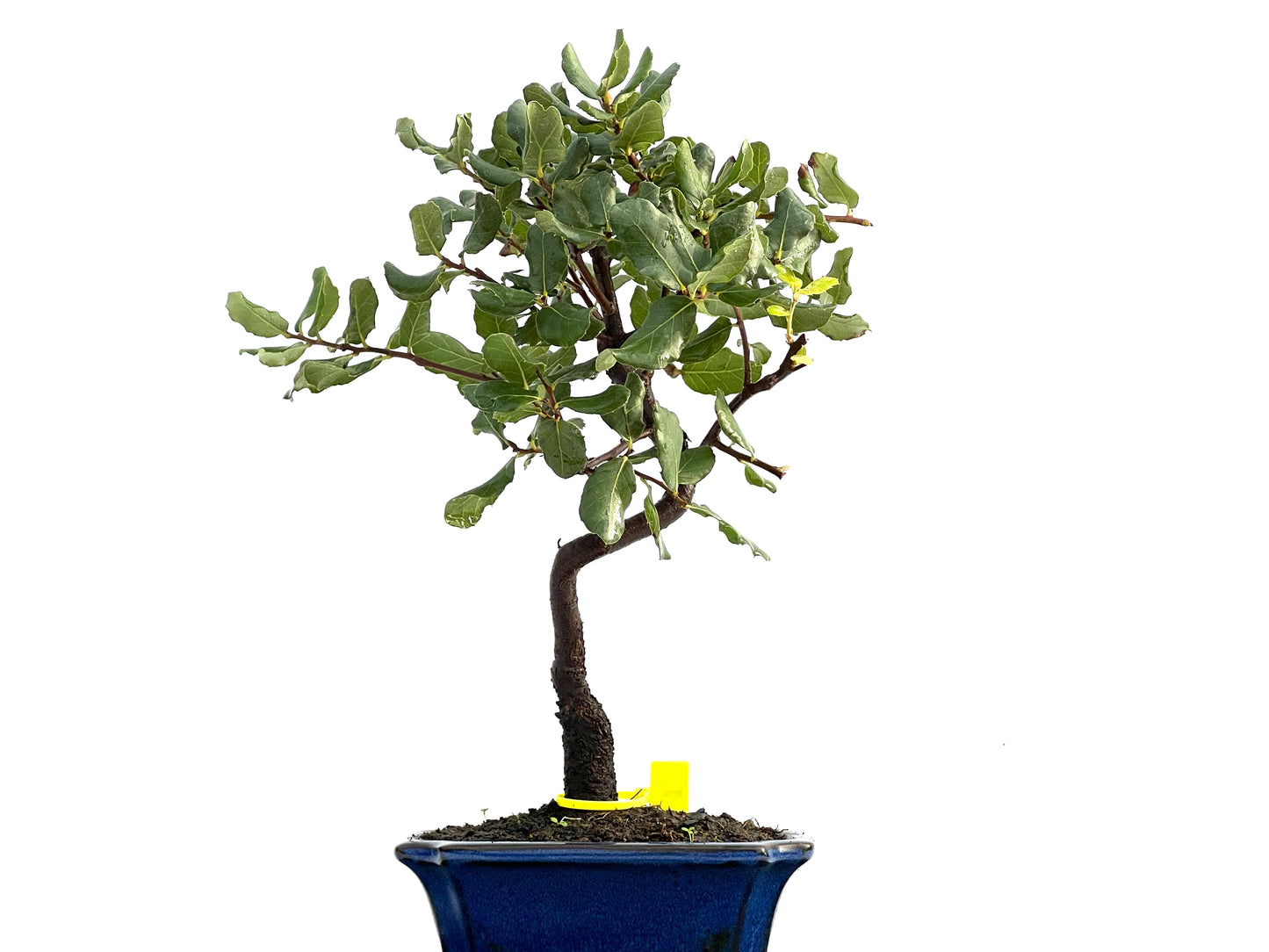 Quercus Suber 0172