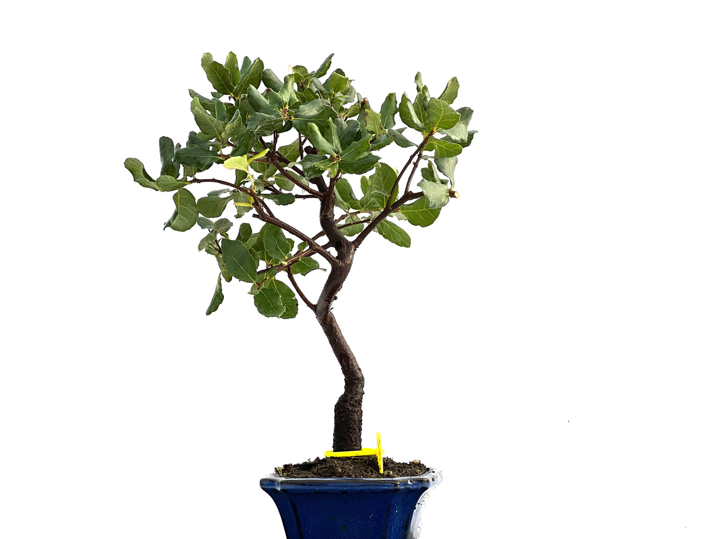 Quercus Suber 0172