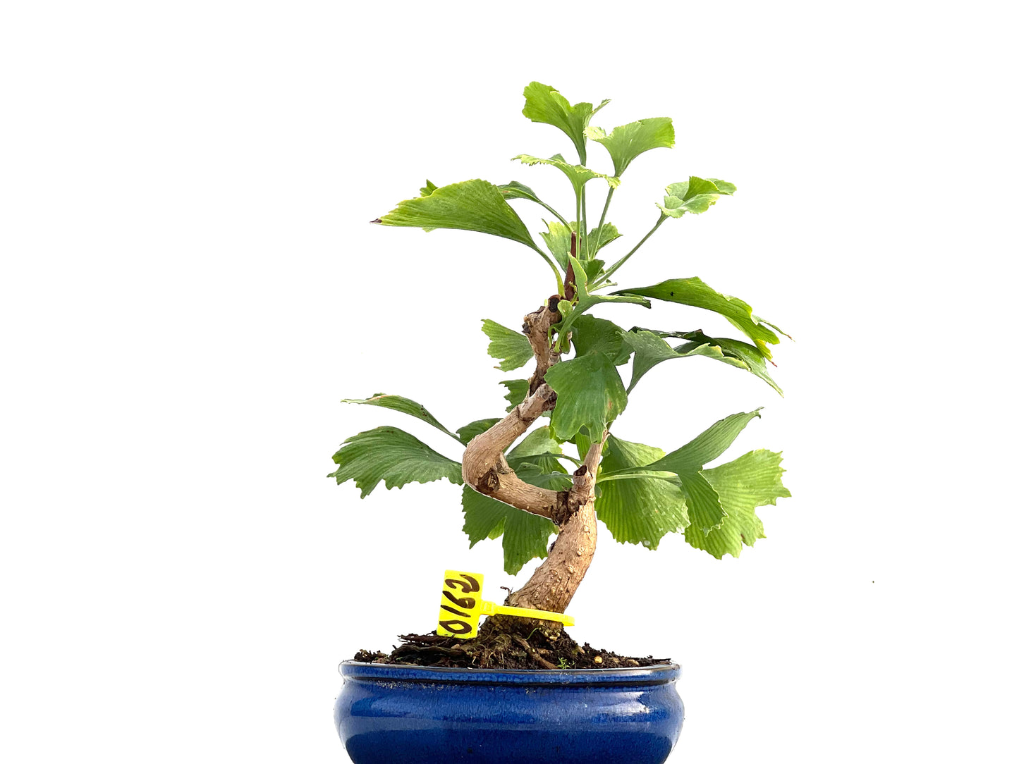 Ginkgo Biloba 0162