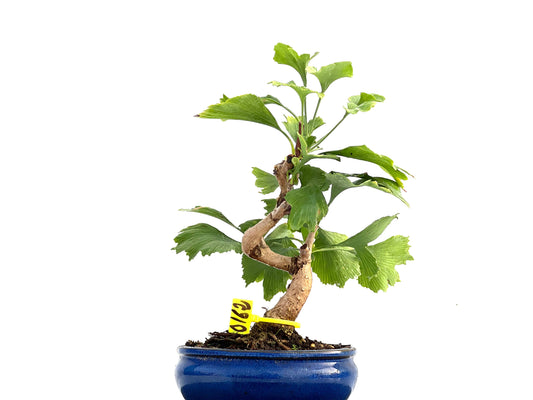 Ginkgo Biloba 0162