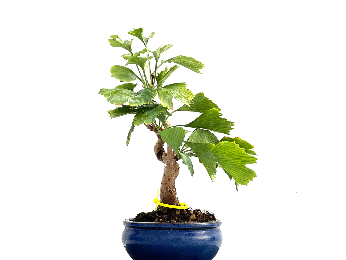 Ginkgo Biloba 0162