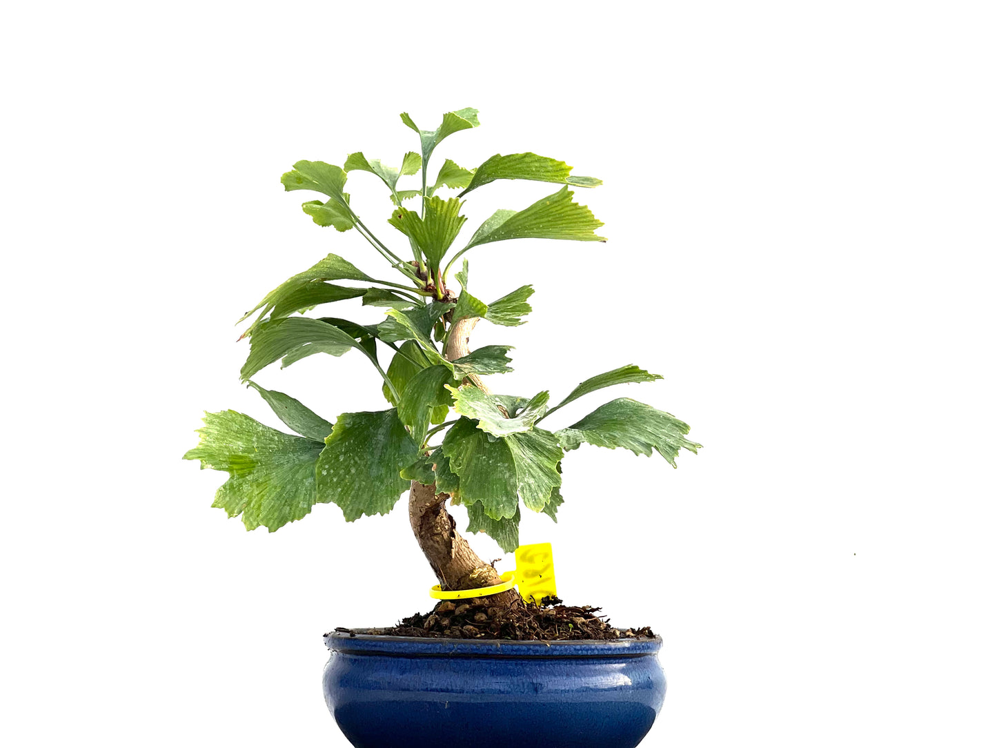 Ginkgo Biloba 0162