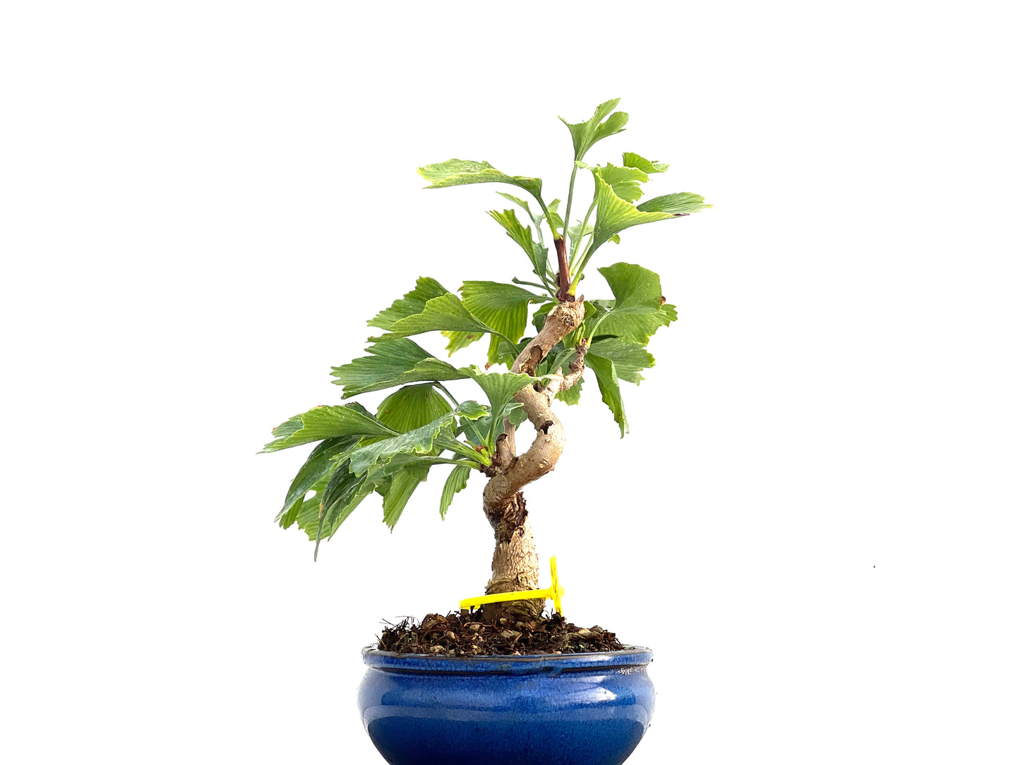 Ginkgo Biloba 0162