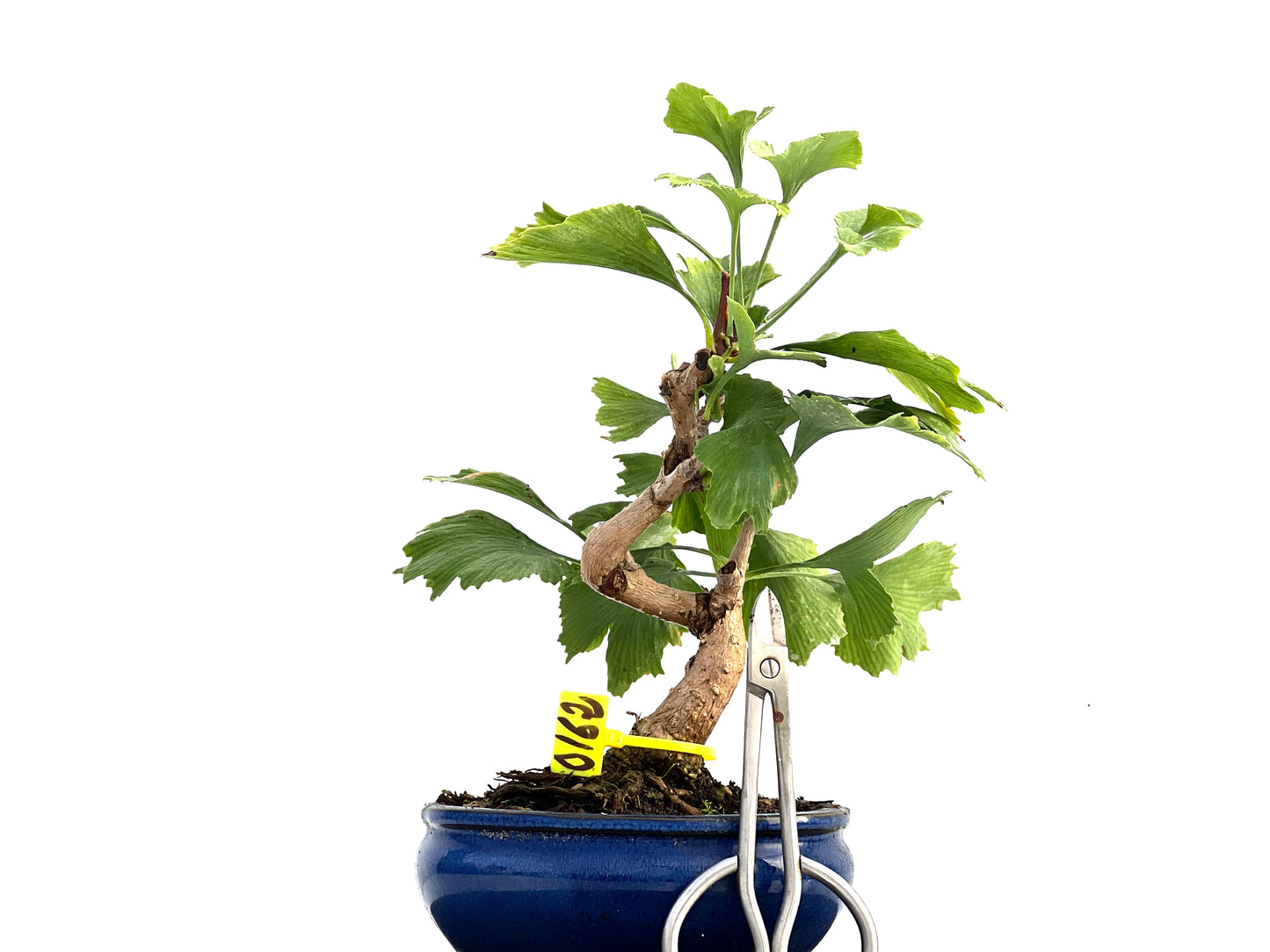 Ginkgo Biloba 0162