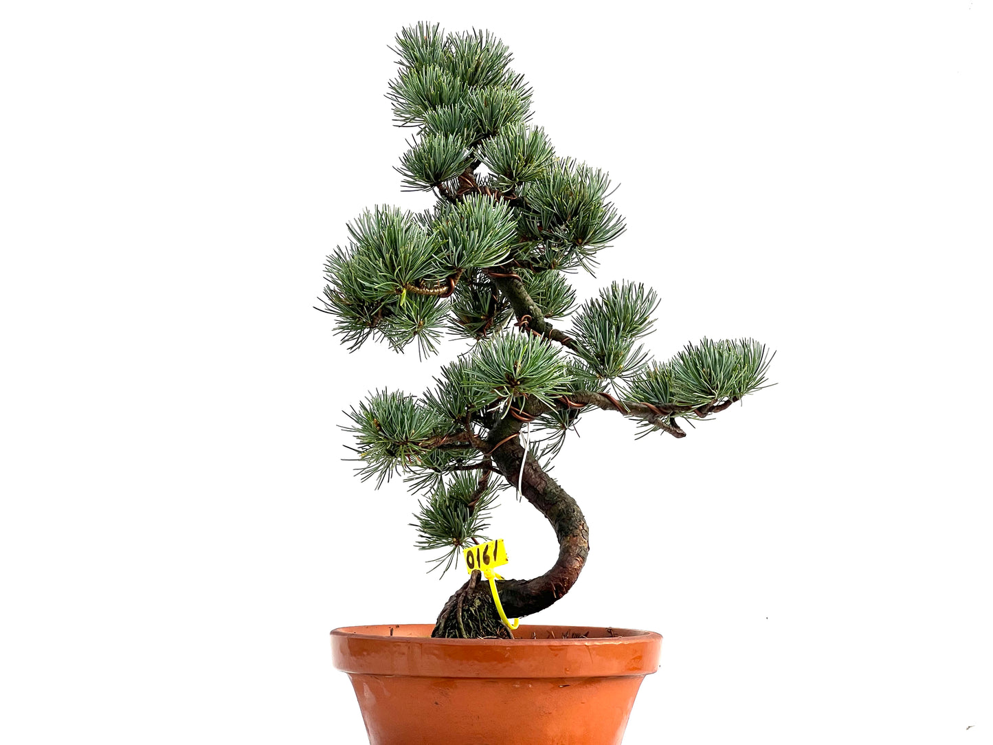 Pinus Pentaphylla 0161