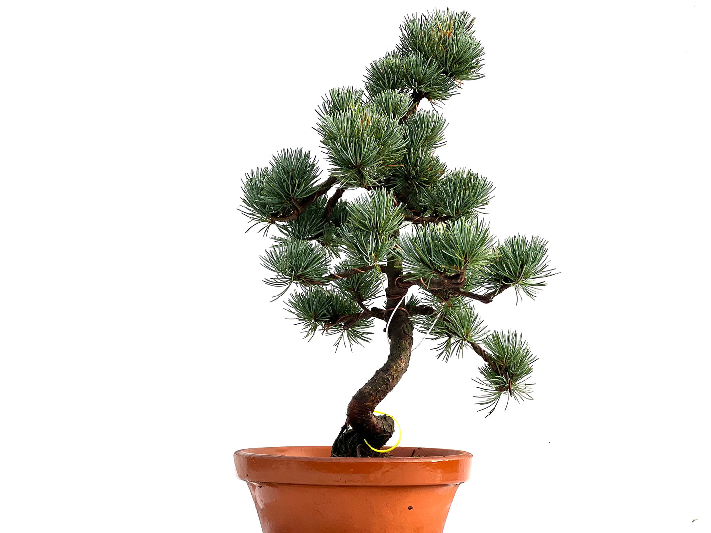 Pinus Pentaphylla 0161