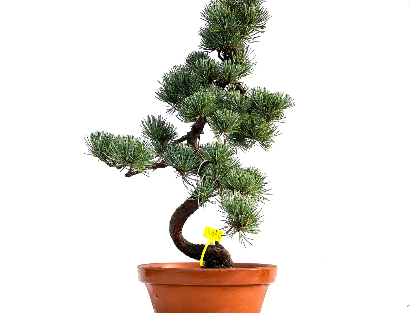 Pinus Pentaphylla 0161