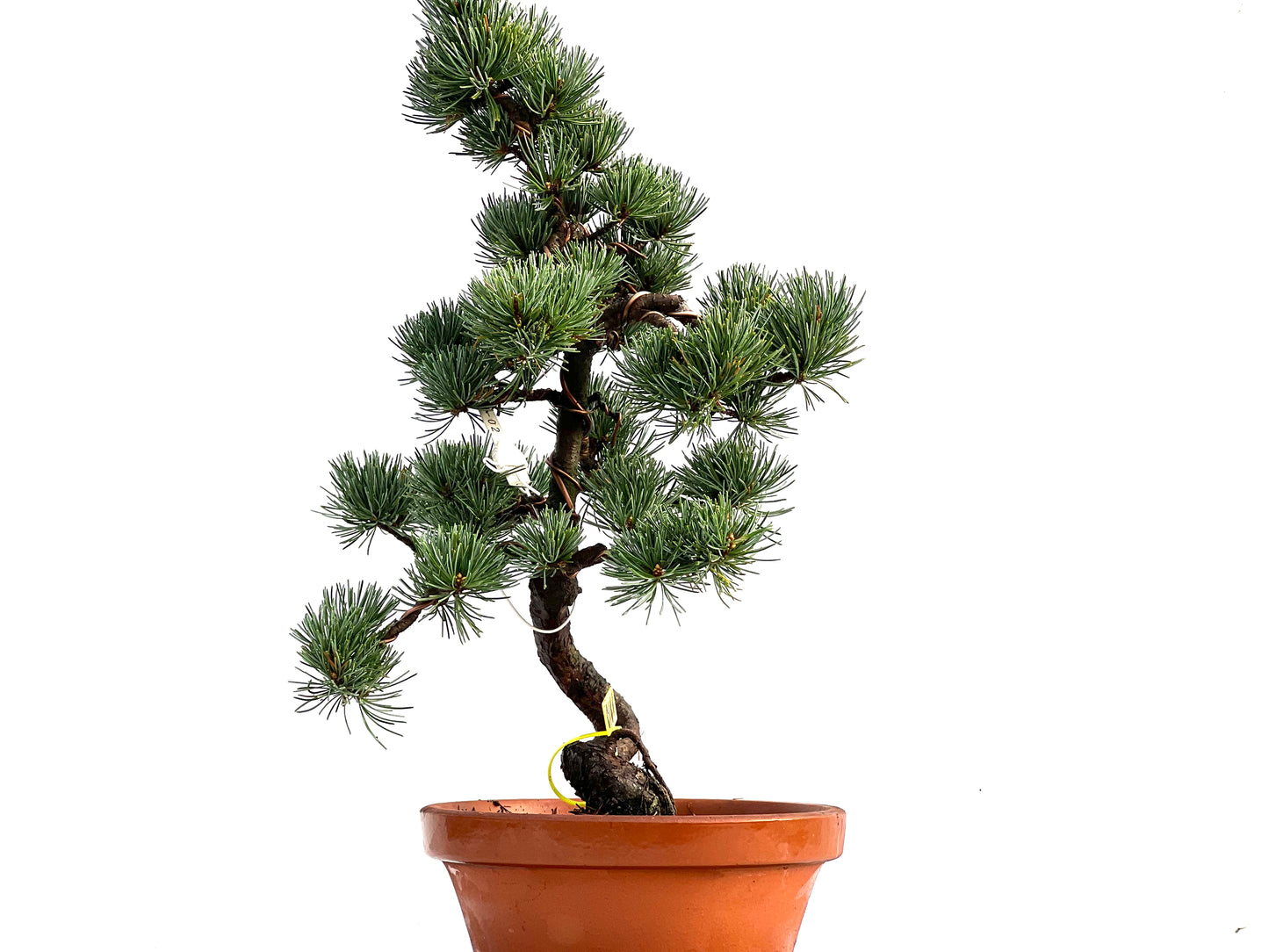 Pinus Pentaphylla 0161
