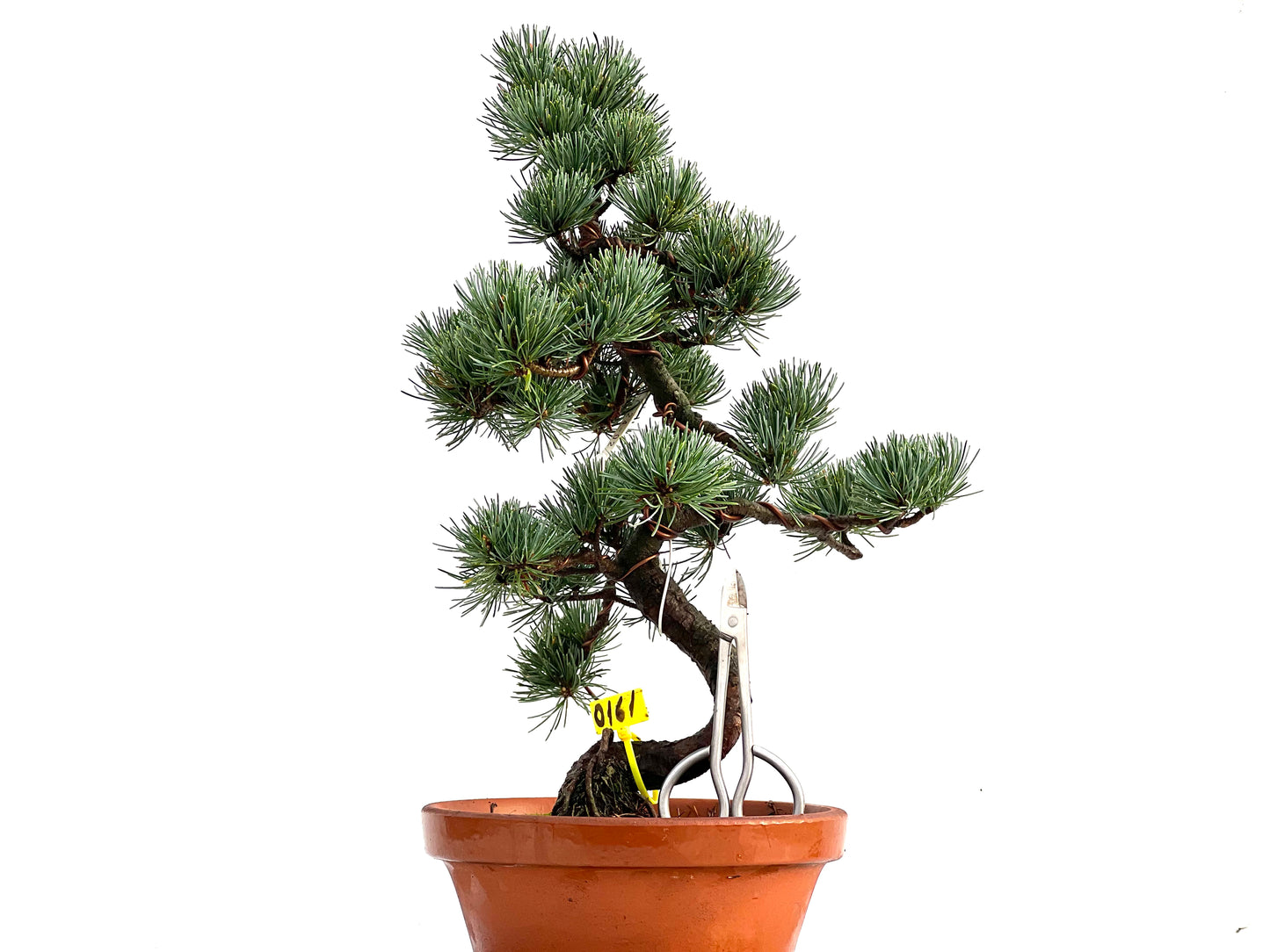 Pinus Pentaphylla 0161