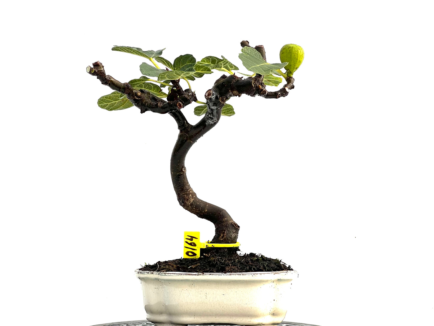 Ficus Carica 0164