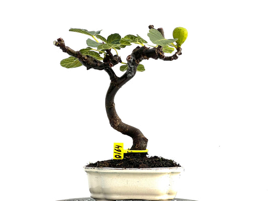 Ficus Carica 0164