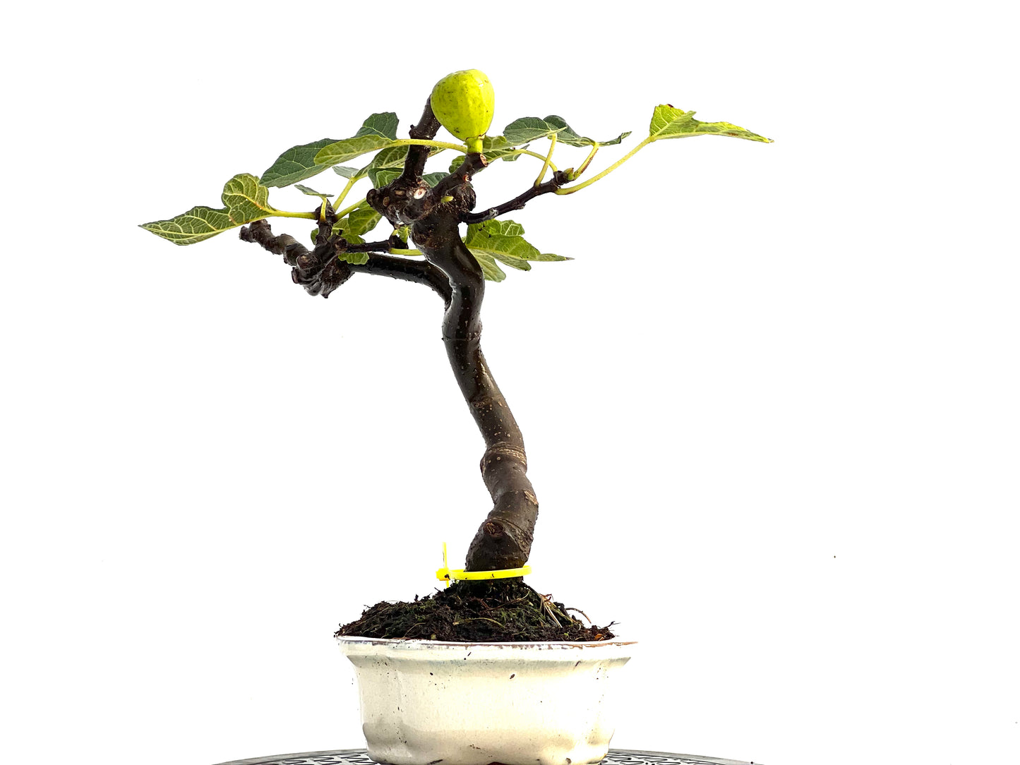 Ficus Carica 0164