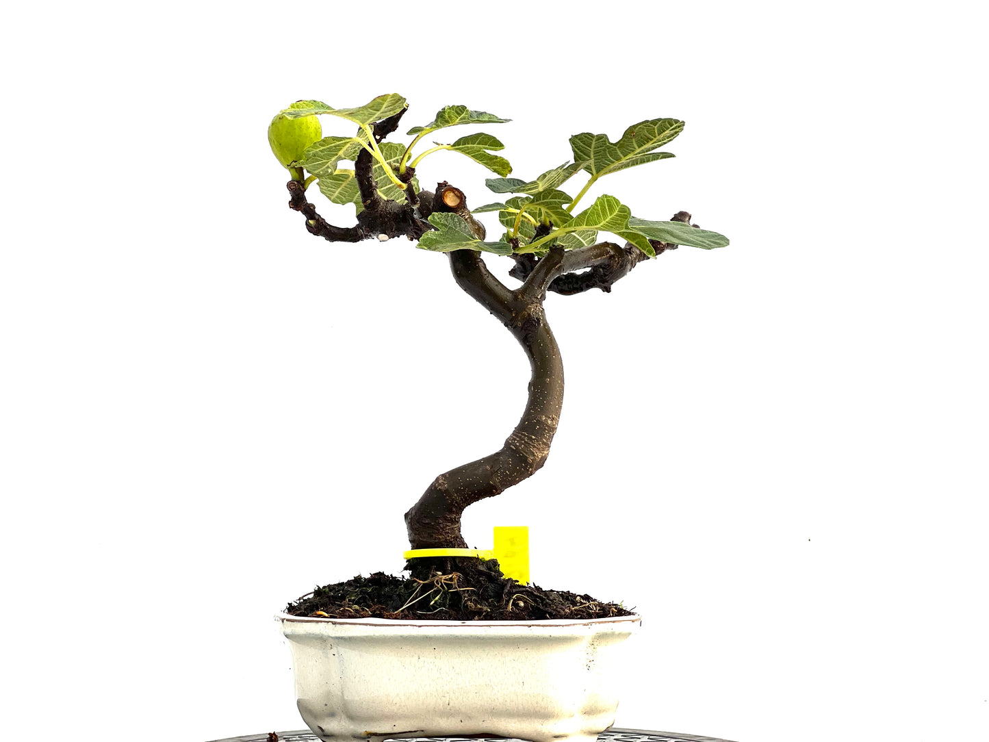 Ficus Carica 0164