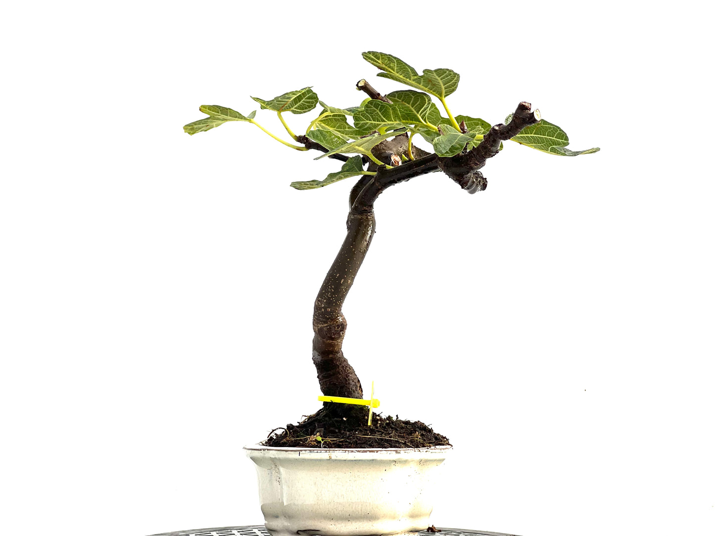 Ficus Carica 0164