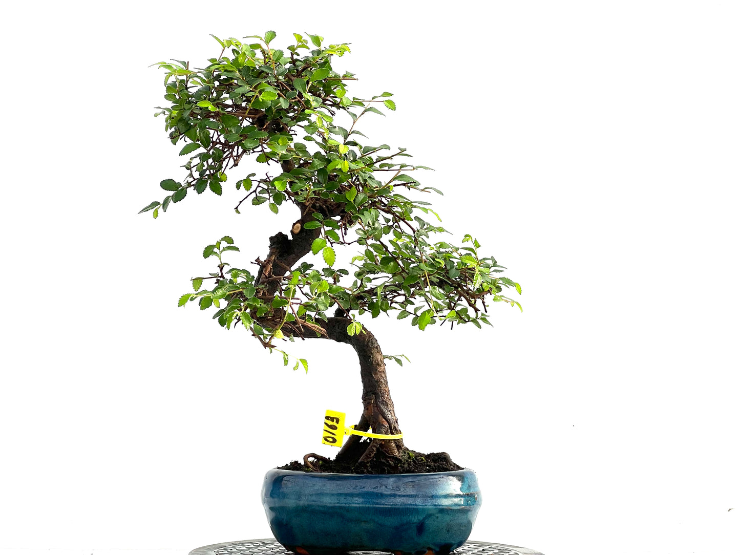 UImus Parvifolia 0163