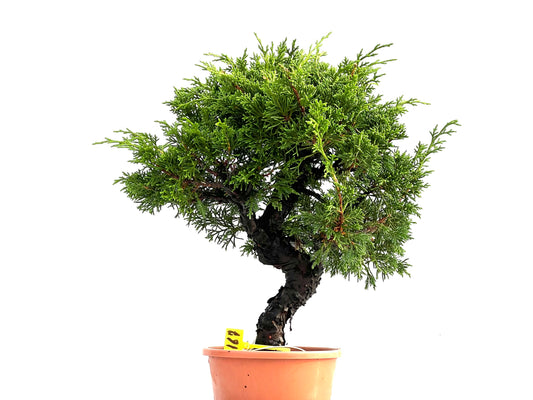 Juniperus Chinensis Itoigawa 0167
