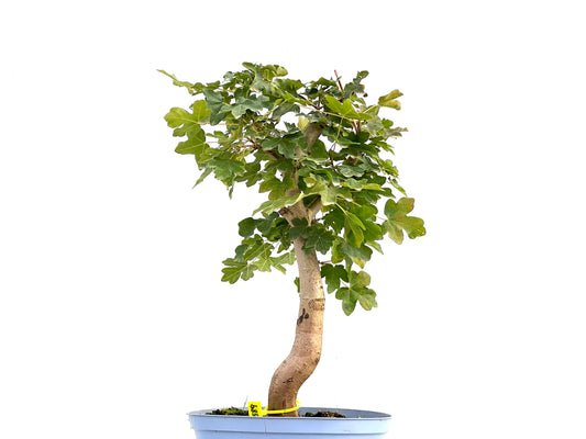 Acer Campestris 2589