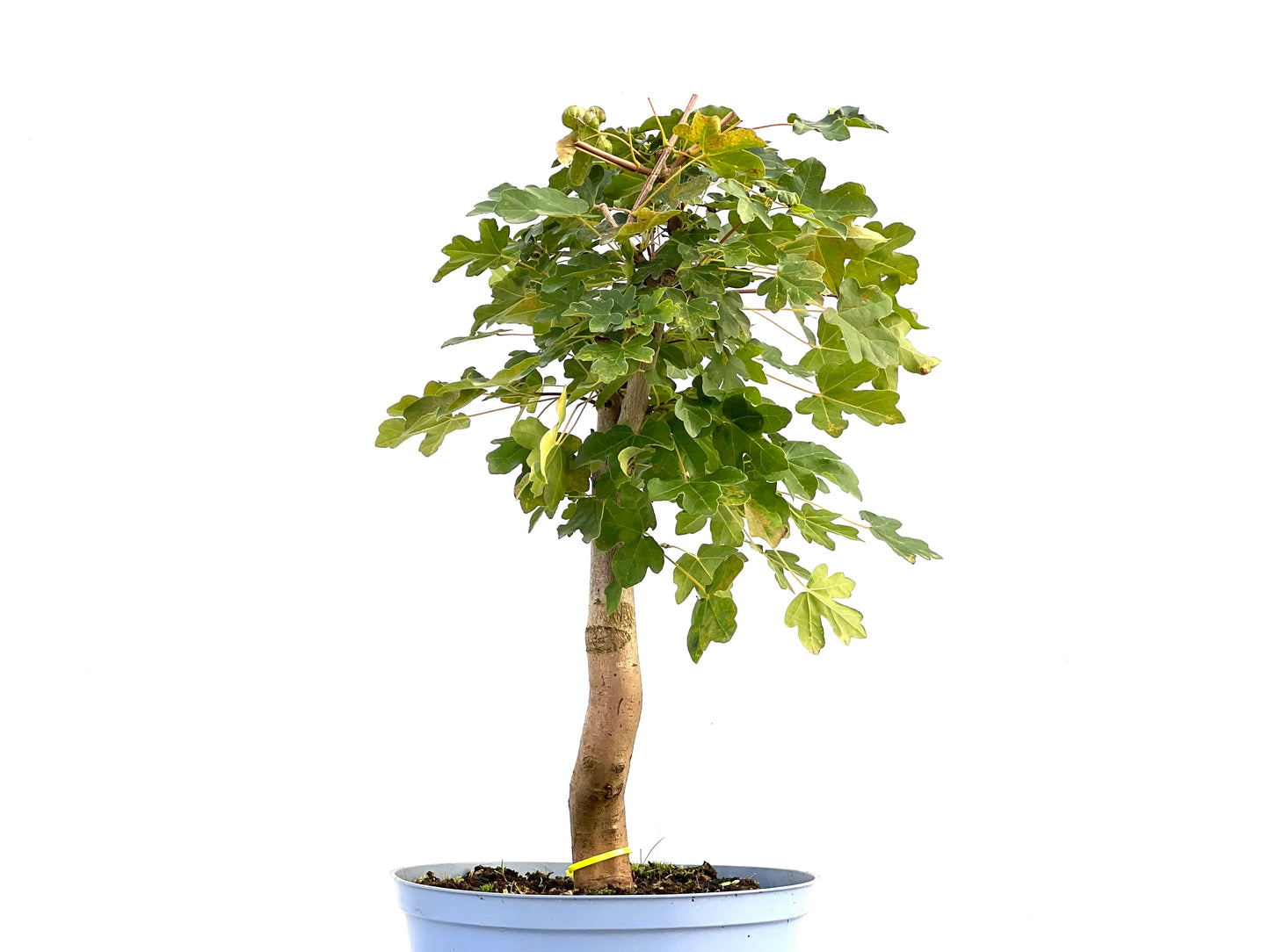 Acer Campestris 2589