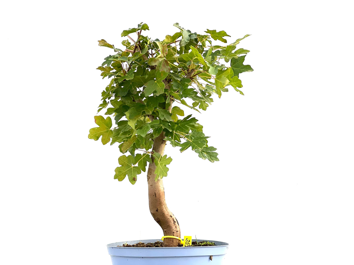 Acer Campestris 2589
