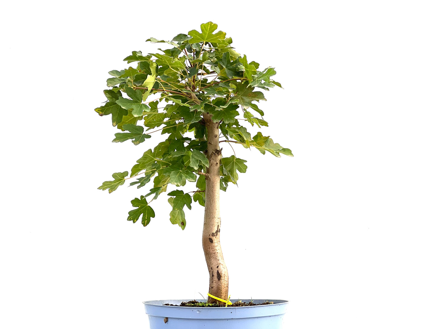 Acer Campestris 2589