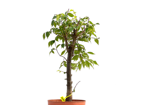Zelkova Serrata 2619