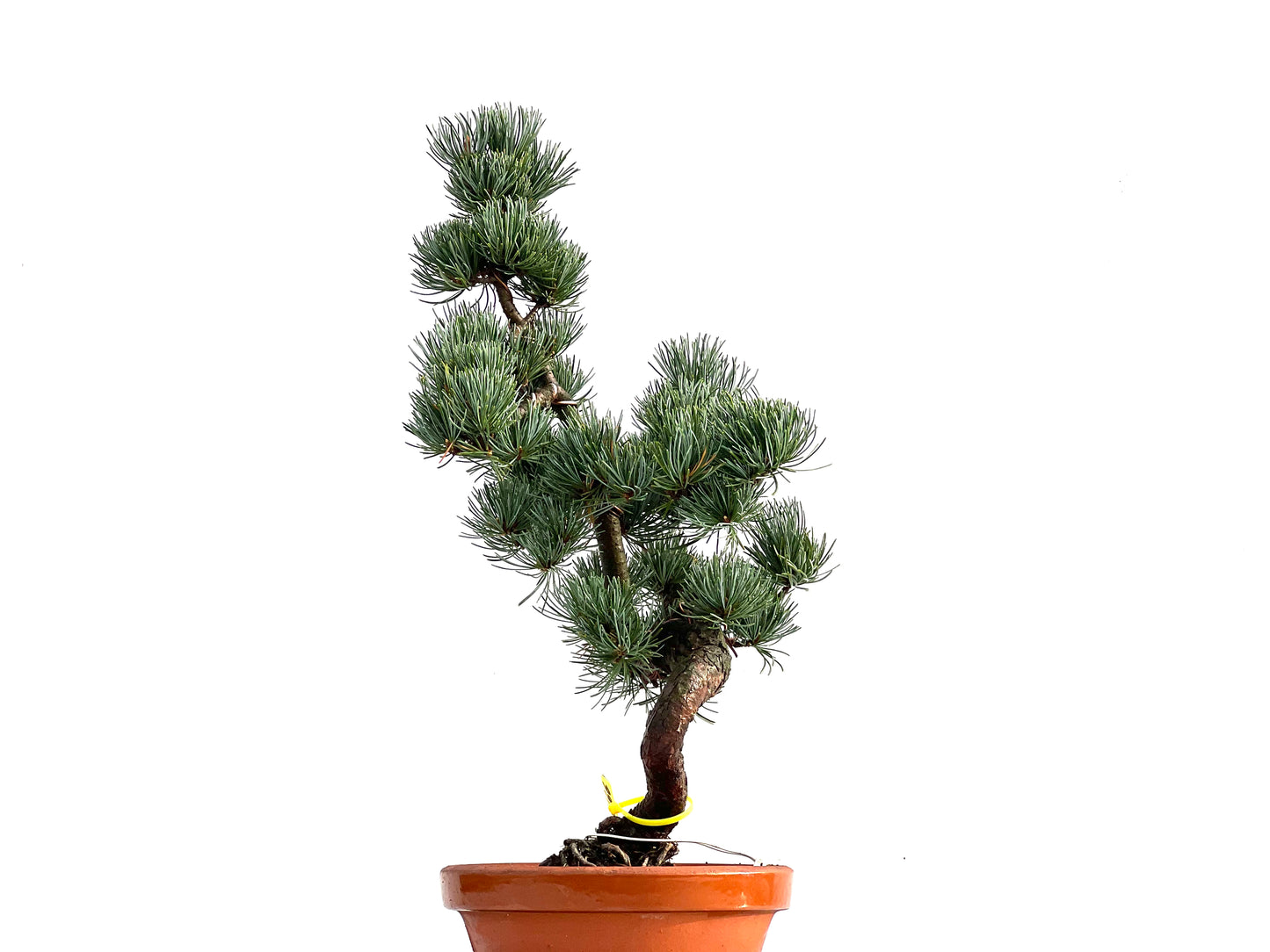 Pinus Pentaphylla 0166