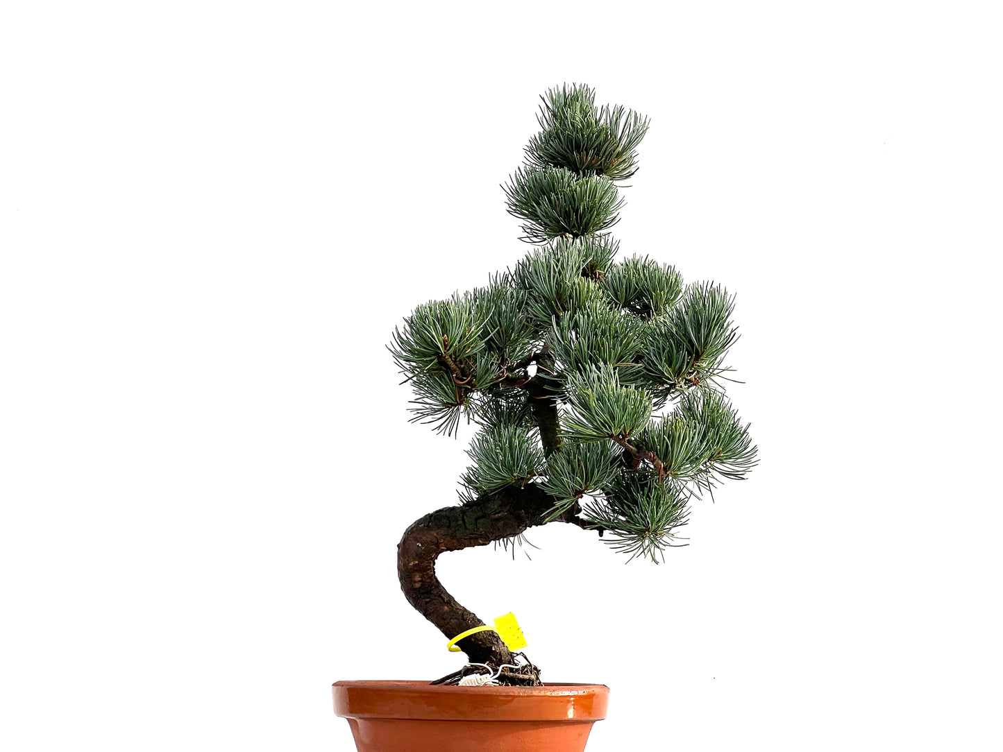 Pinus Pentaphylla 0166