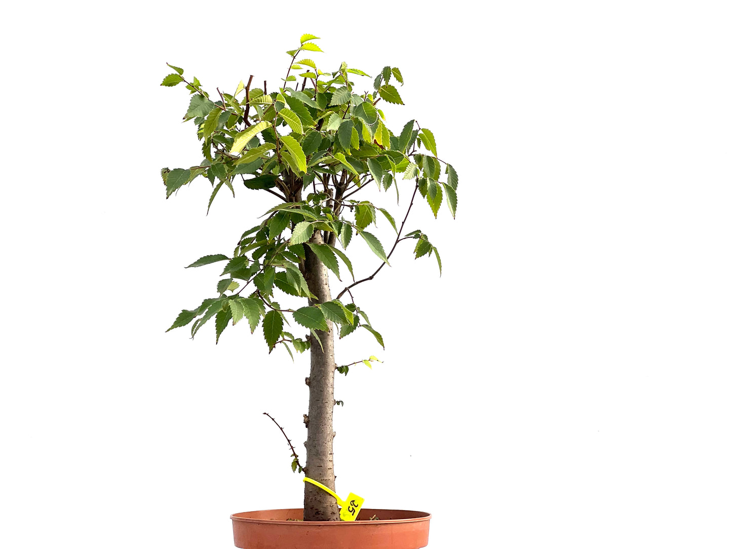 Zelkova Serrata 2619