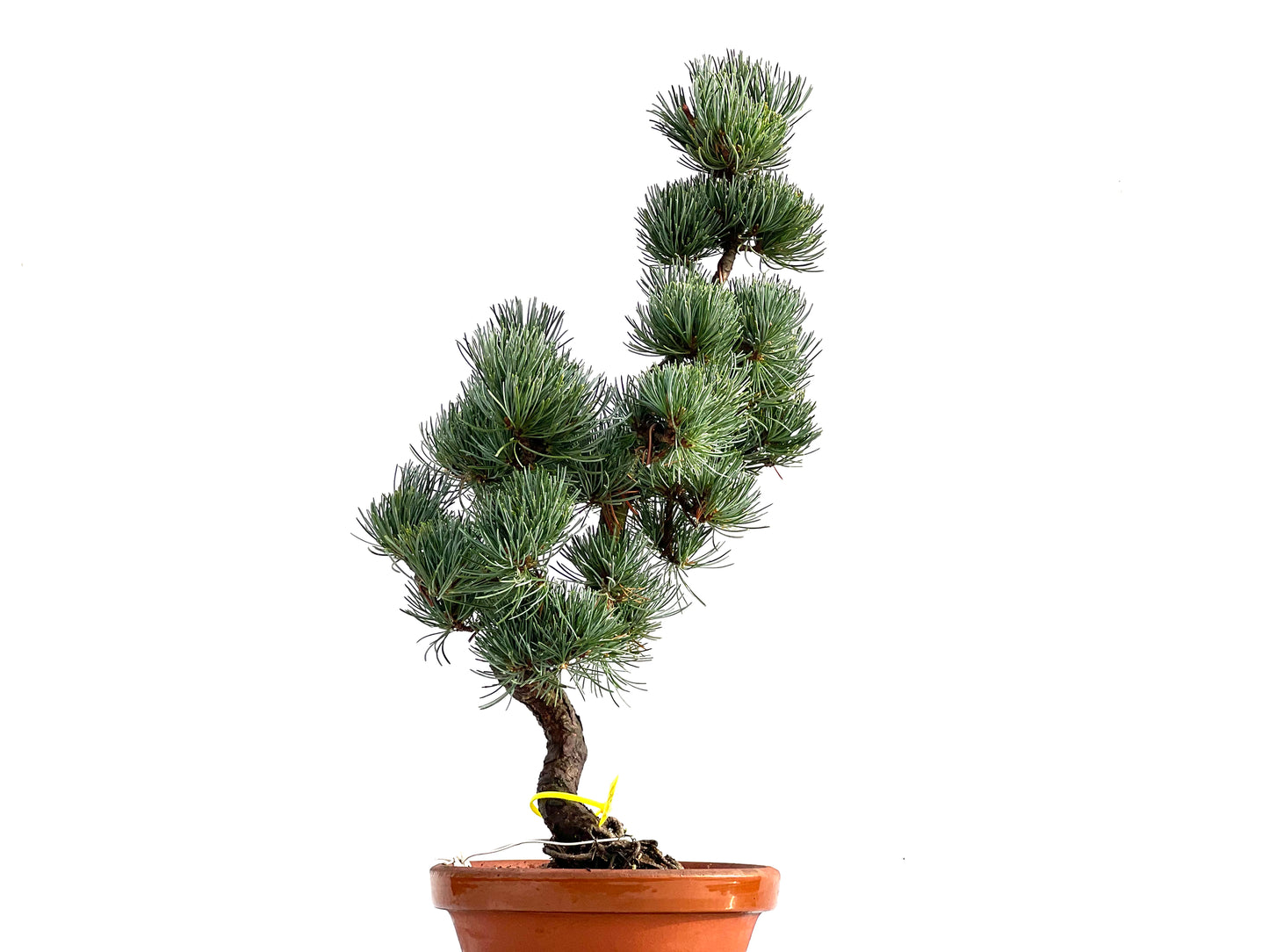 Pinus Pentaphylla 0166
