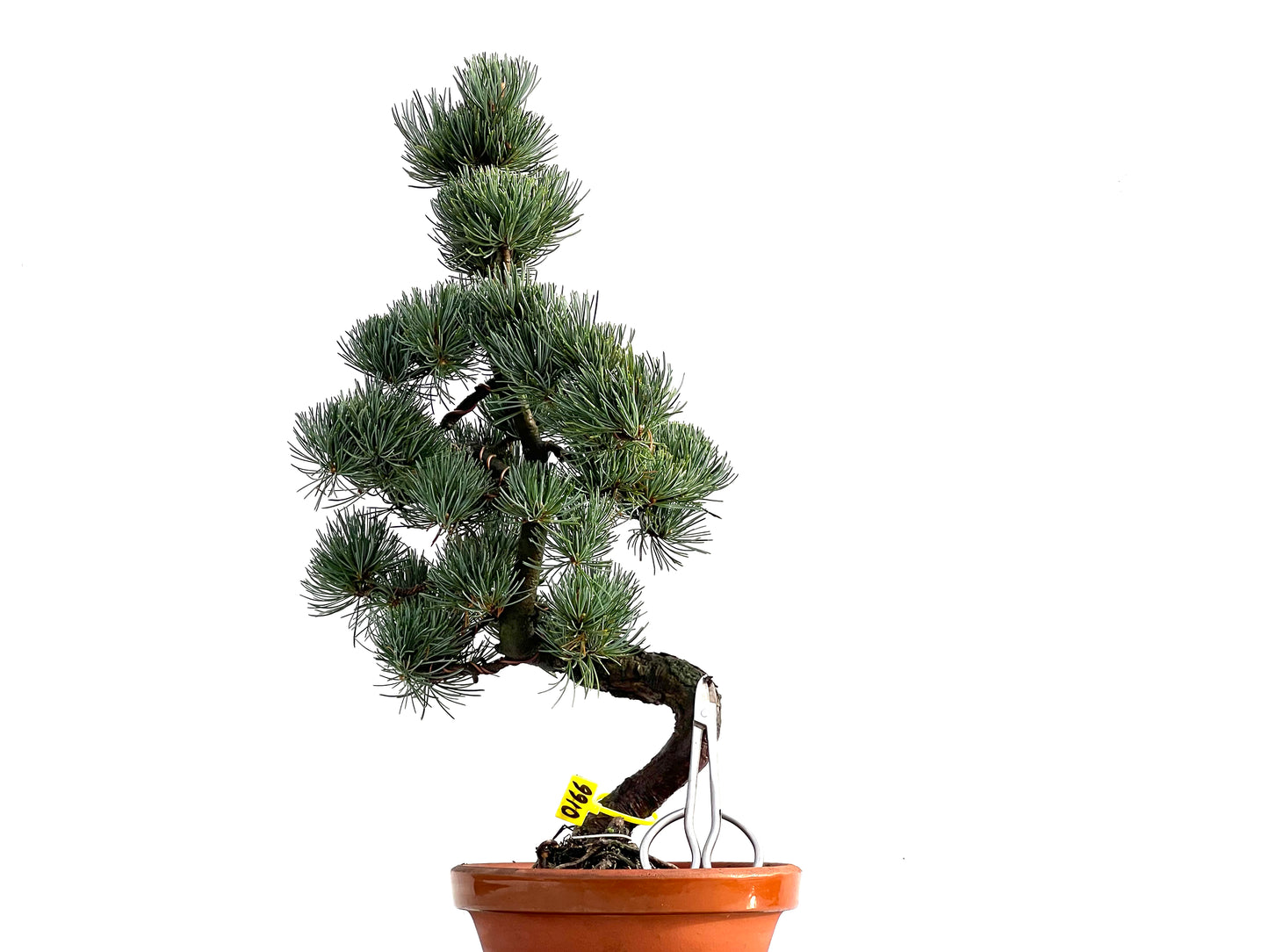 Pinus Pentaphylla 0166