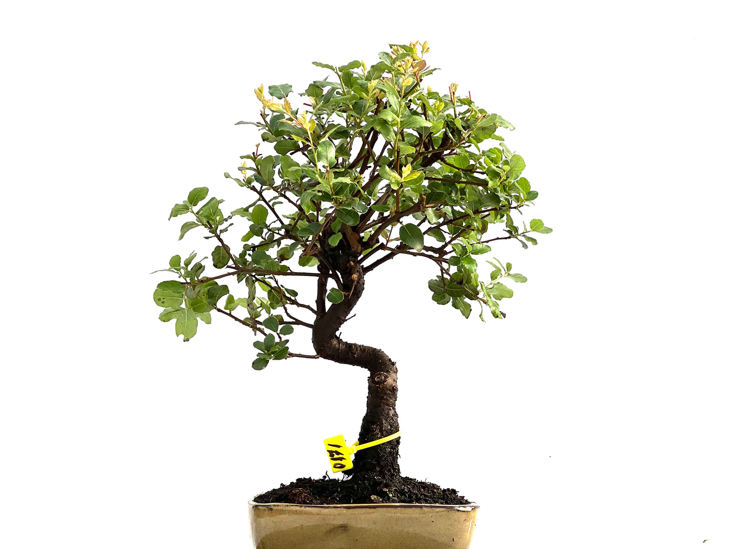 Quercus Suber 0171