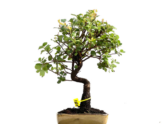 Quercus Suber 0171