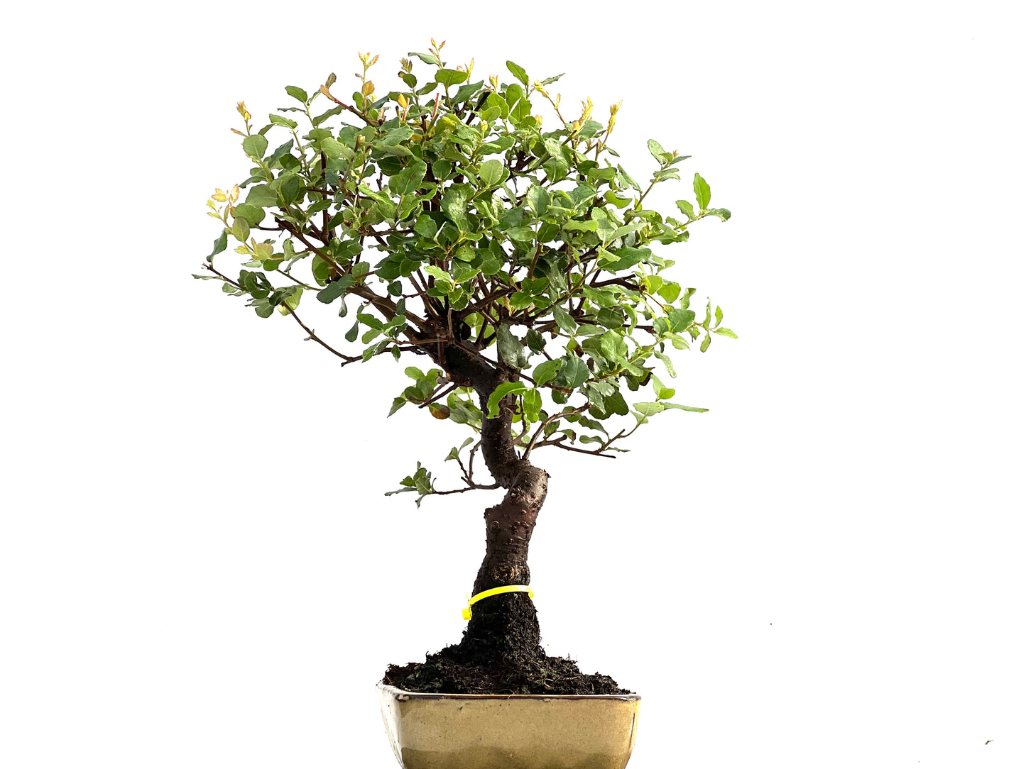 Quercus Suber 0171