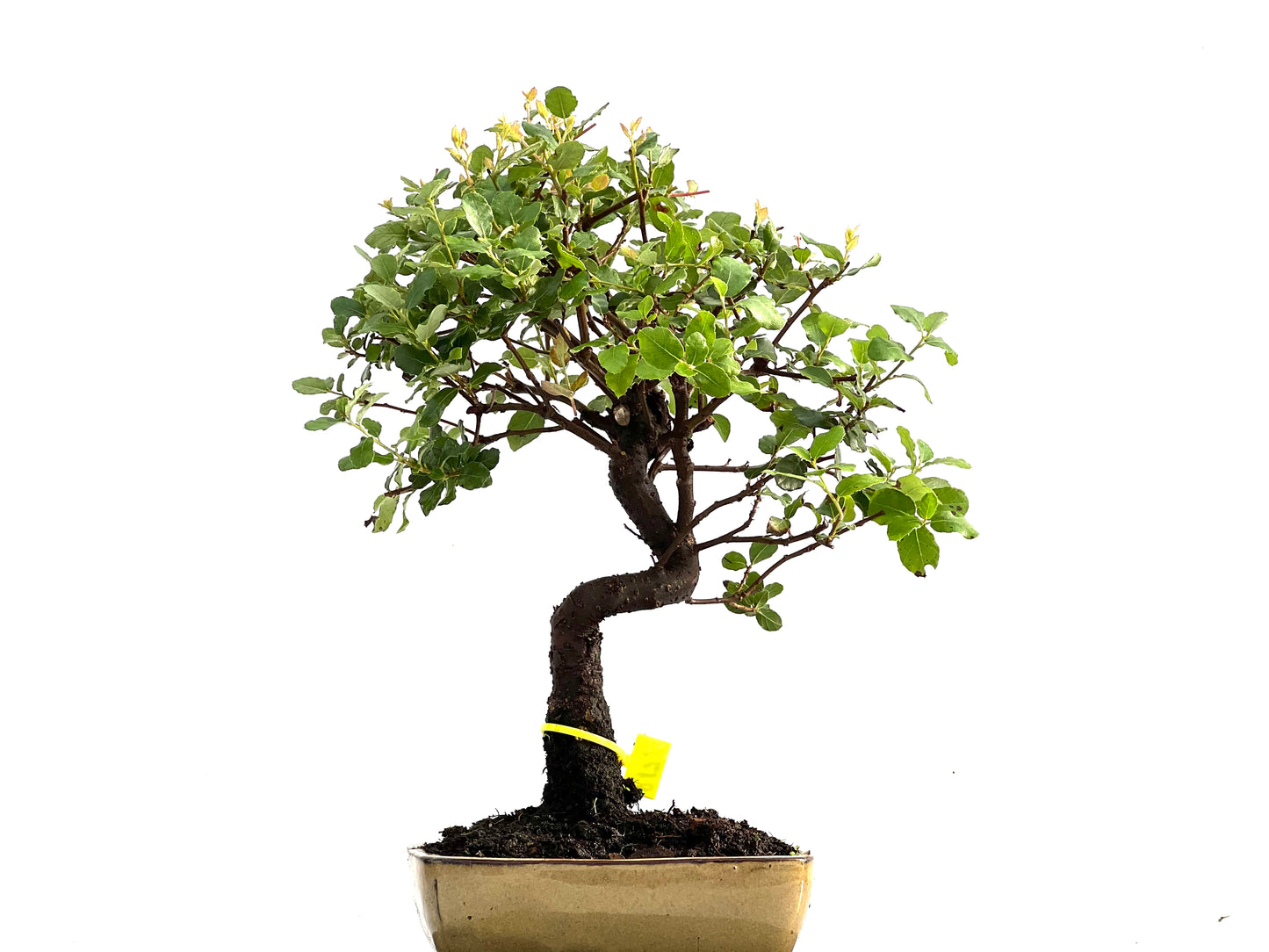 Quercus Suber 0171