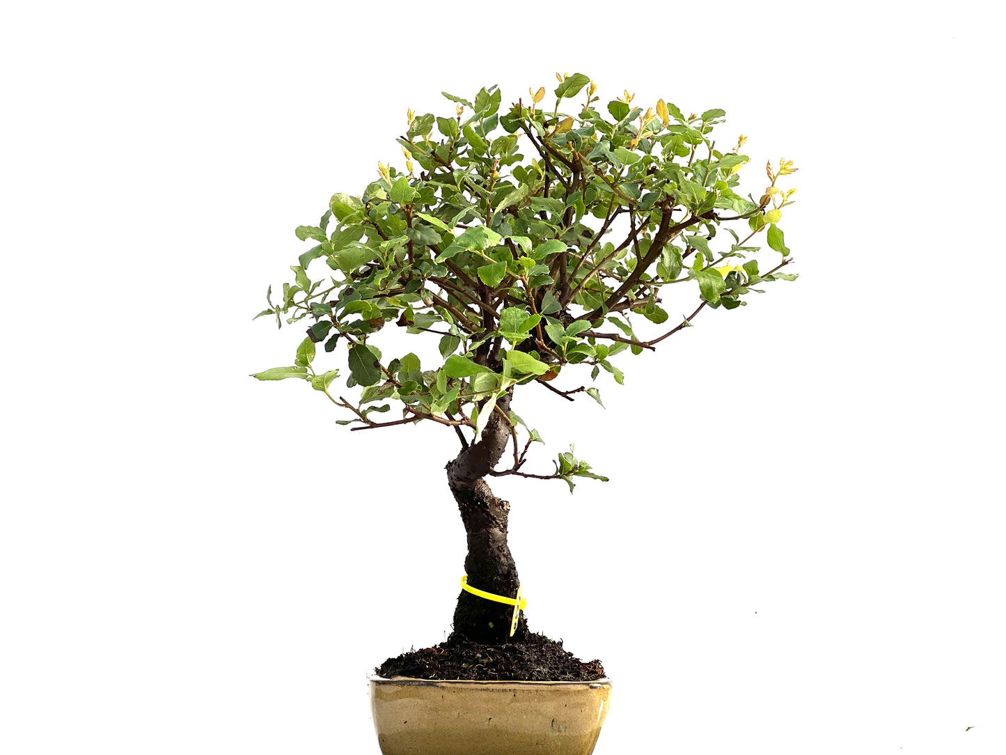 Quercus Suber 0171